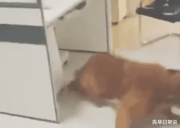 青琴日常說(shuō) 天降神狗！“暖男”金毛想替主人分憂，狂追老鼠，踩塌鄰居家吊頂