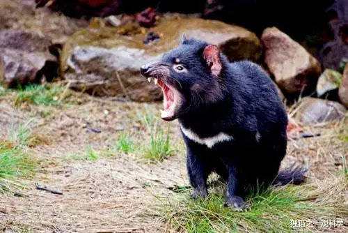 蝙蝠 仅一米高的大象？280种动物的共同祖先？盘点最奇特的6种史前动物