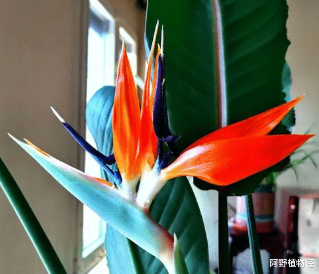 |家居养鹤望兰，除了要有大空间，种植还得注意“5大事项”才开花