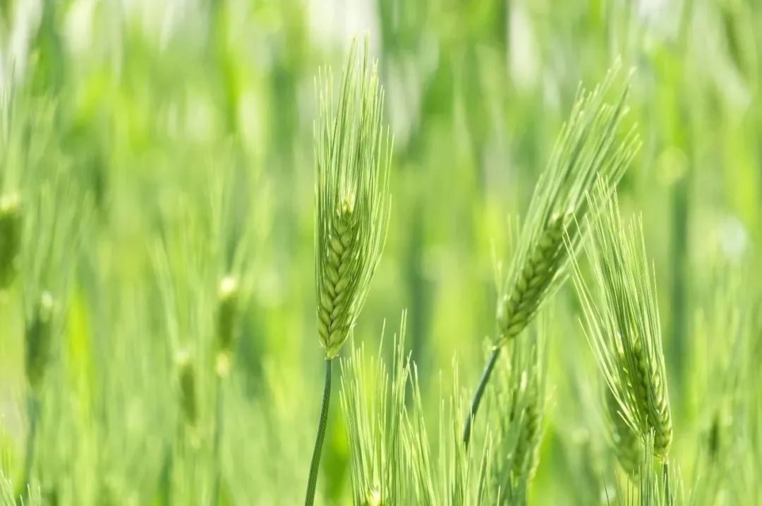 蚌埠广电 今日3时37分，将满未满，正好！