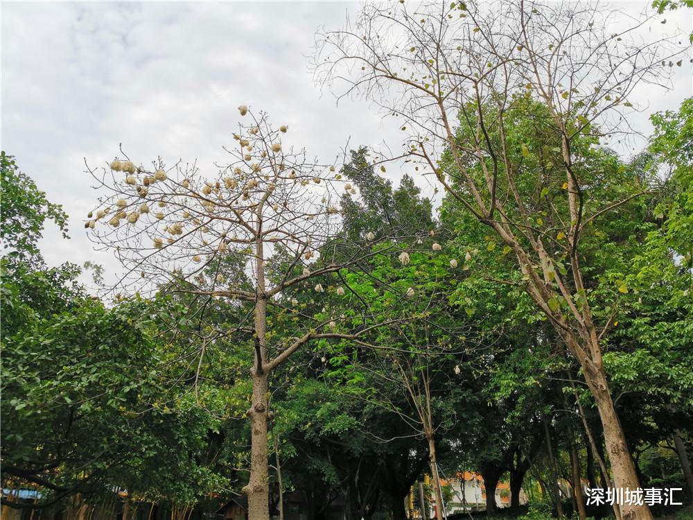 深圳城事汇 春末夏初的木棉,飞絮点点,惹起了我淡淡的乡愁