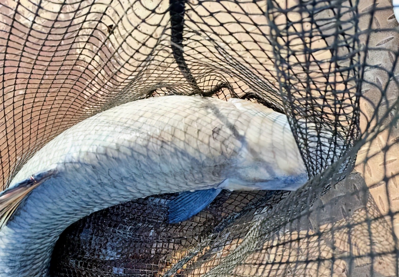 |长竿好还是短竿好？野钓和黑坑不一样，可别选错了