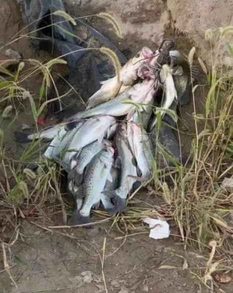 盐城|江苏盐城:鲈鱼群来袭,有人半天钓十几条,还有人辞职去钓鱼