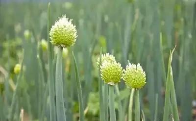 壹图说星座|哪些蔬菜不能生食？看看某些视频，可不要被误导？