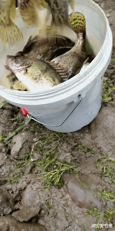 广西|广西一河道鳜鱼大爆发，有人2小时钓了一桶，网友们见后却怒了