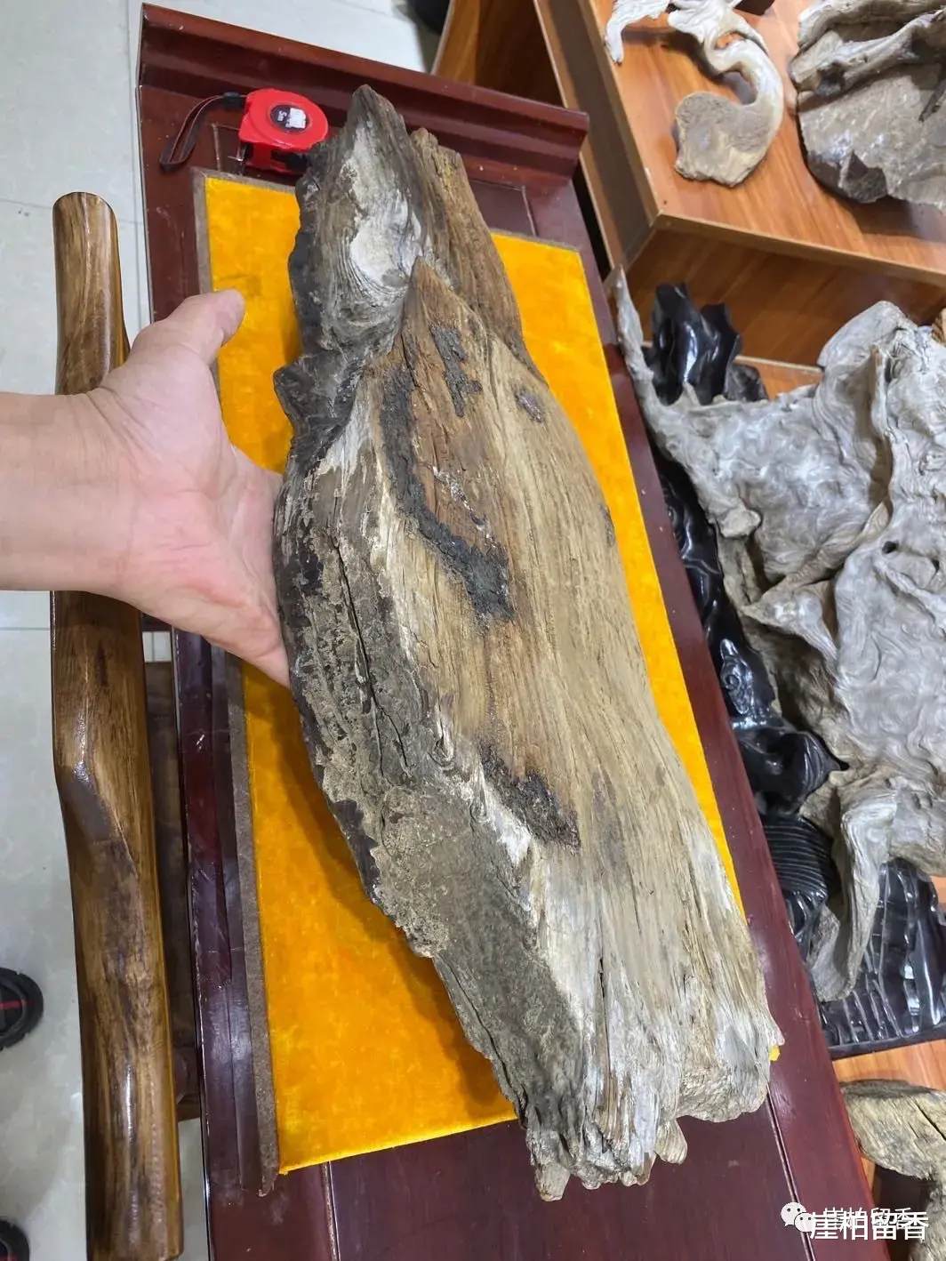 邮票|崖柏有收藏价值吗?