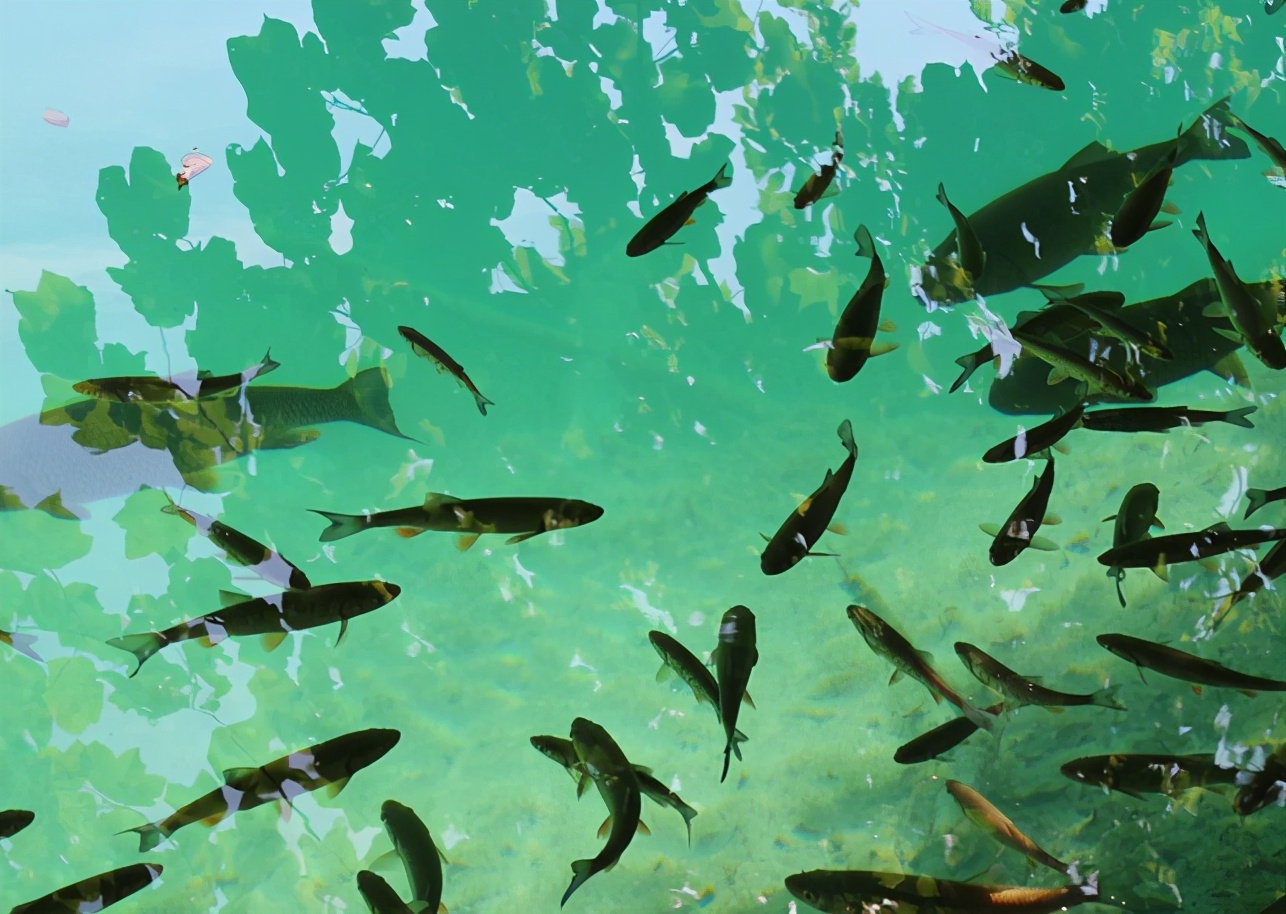 日本|钓鱼这么久，搓饵不重视这3点，难怪不上鱼！——盛世三渔