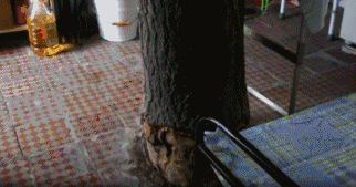 设计师|15米大树穿过20㎡老屋，一家人害怕遭雷劈，出价8万挖走也不敢卖