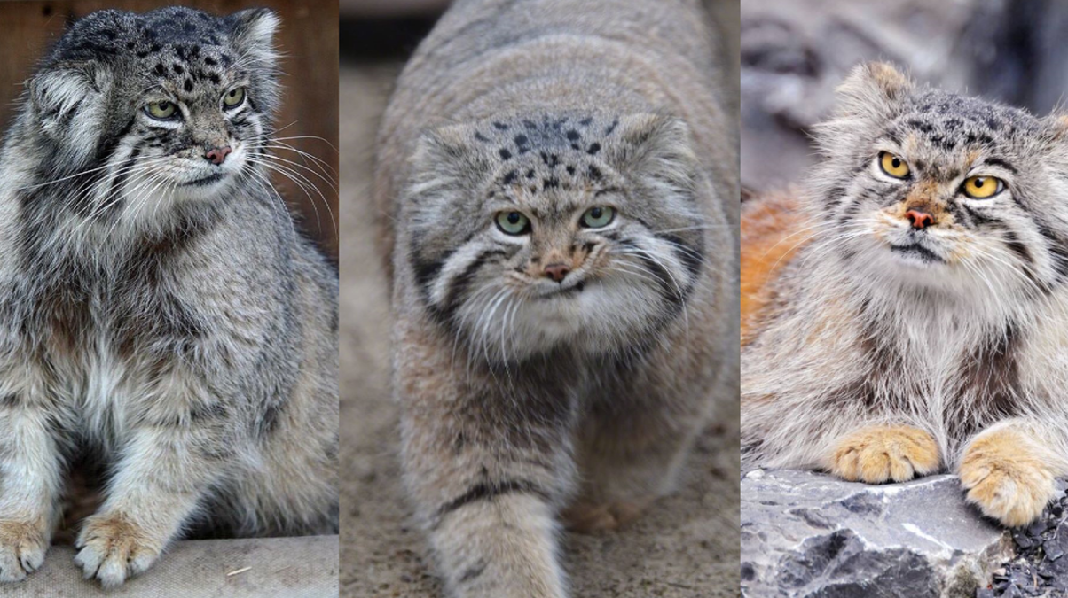 长相铁憨憨，却是最难圈养的猫科动物，天生的捕猎高手