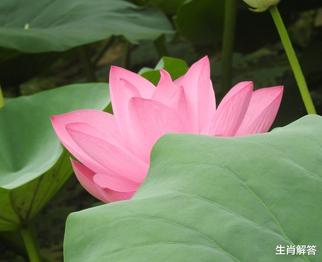 生肖解答|8月底，桃花推动，喜鹊报喜，破镜重圆，3生肖心动了，也心软了