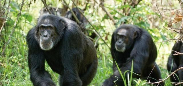 黑猩猩 36年前，医生把黑猩猩的心脏移植给一名小女孩，最后结果如何？
