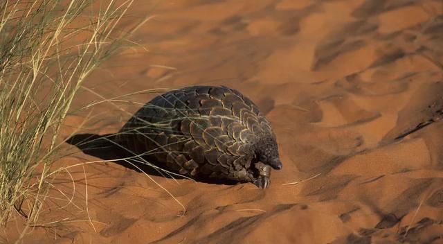 陈姐叨叨叨|16000只被杀害!发现8吨“穿山甲”鳞片,没有买卖就没有杀害