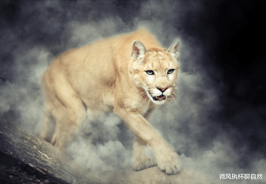 海豚 面临灭绝危机的八种动物，数量都不足千只，它们还有机会恢复吗？