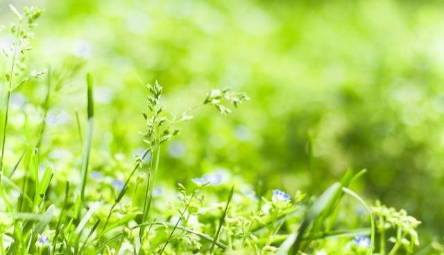 紫花地丁|若你家乡还有它们,请移植回家,价值很高,可遇不可求