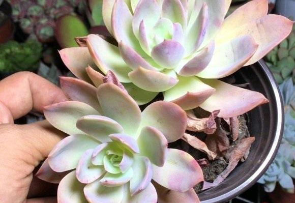 向阳园艺|喜欢养多肉,不知道该怎么选?先养便宜的,再养品种好的!