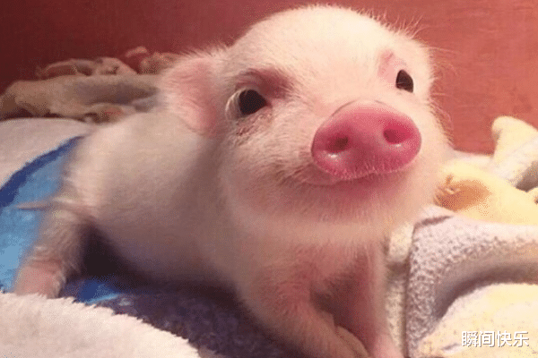 瞬间快乐|8月起,属马、属狗、属猪顺势提点,鸿运当头,事业锦鲤翻身