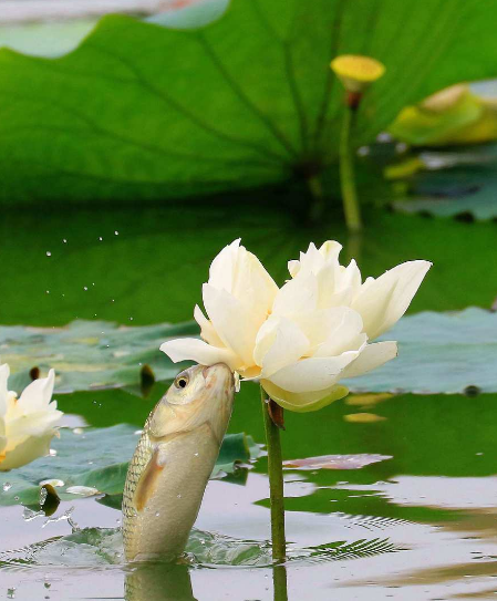 生肖|到了8月份，4属相吉星照耀，喜事来，财路顺，生活精彩