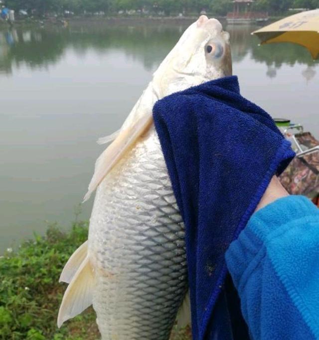 胡小小乖|最成功的入侵鱼种,在南方水域繁衍30年,有人错把它当成了草鱼