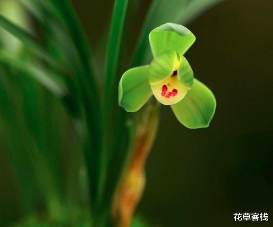 花草客栈 兰花瓣型详细解说，快来看看您养的兰花是什么瓣型（一）