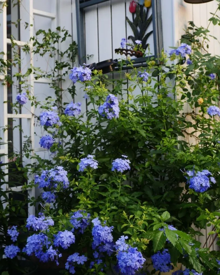 4年前,毫不犹豫买了这个带60㎡露台的房子,开始DIY改造小花园