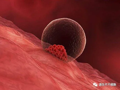 源生代|“三孩”生育政策入法，干细胞修复卵巢早衰有望抵抗生育危机！