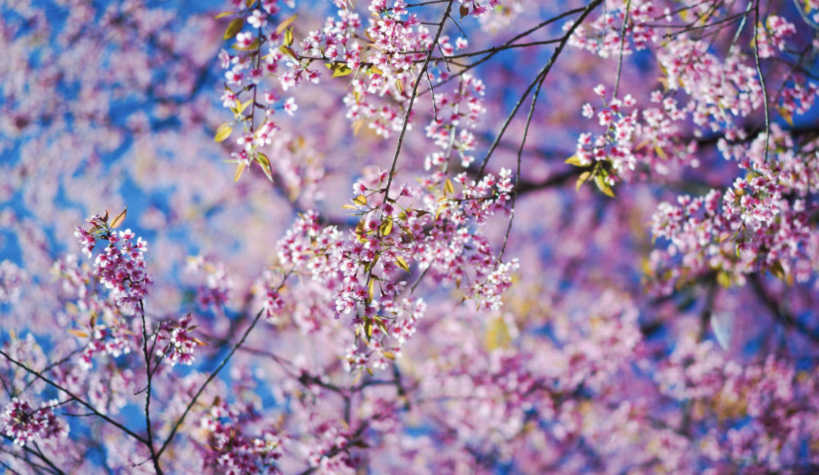 生肖夜梦|7月底，爱情逆转，桃花盛开，日思夜想，3生肖情深似海，不离不弃