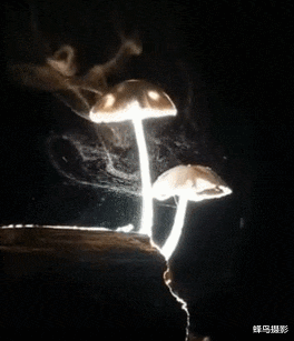 鲨鱼 36张活久未见的照片，海龟的生命力太顽强，被鲨鱼咬掉1/3还n能游