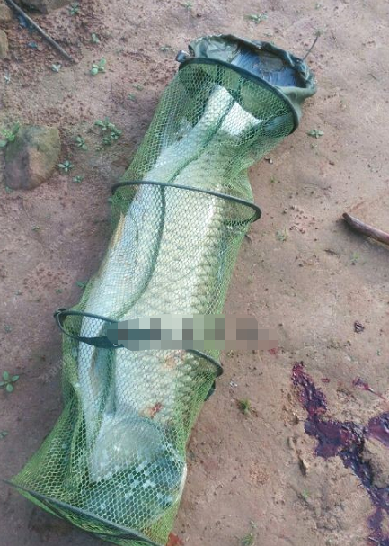 挑战不可能|挑战不可能，钓友称3+2线组钓到近30斤大草鱼成功上岸，你信么？