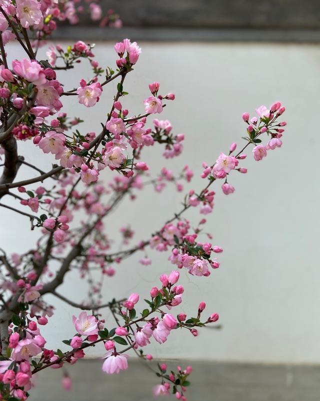 小小旅行端 陶然亭海棠：只恐夜深花睡去