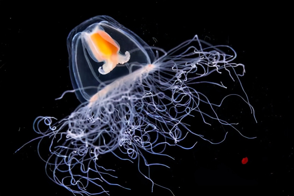 太空 章鱼是“外星生命”？建造海底城市，过群居生活，科学家疑惑了