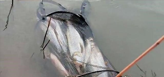 浙江省|浙江一男子冬日里野钓,半天收获数十条上百斤鱼,网友:泥鳅党