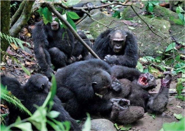 黑猩猩 一场为期4年的猩猩大战，它们用战争告诉人类，人和动物没区别