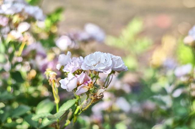生肖|哪3个生肖，进入6月时来运转，贵人亲近，收获好成果，告别贫穷
