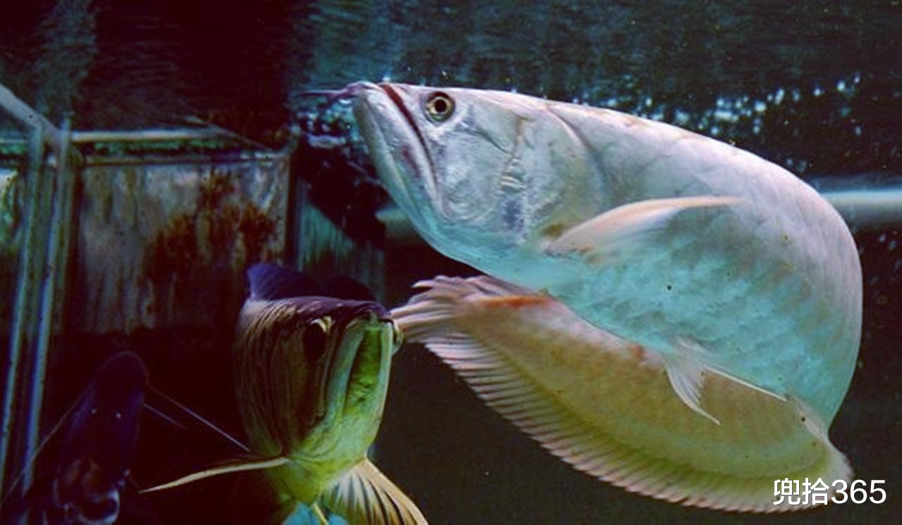 广东省|广东一钓友在河里发现“怪鱼”，不敢钓也不敢吃，网友：亏大了