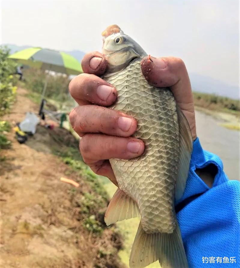 |夏天鲫鱼难钓？制定5点垂钓策略，不爆护都难