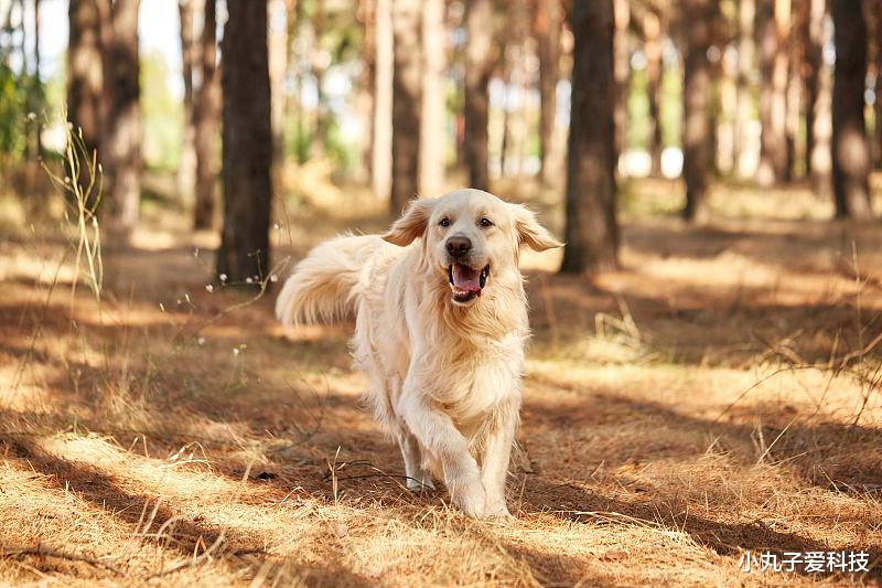 生肖|11月底生活一帆风顺，福禄双收的三大生肖，弯道超车！
