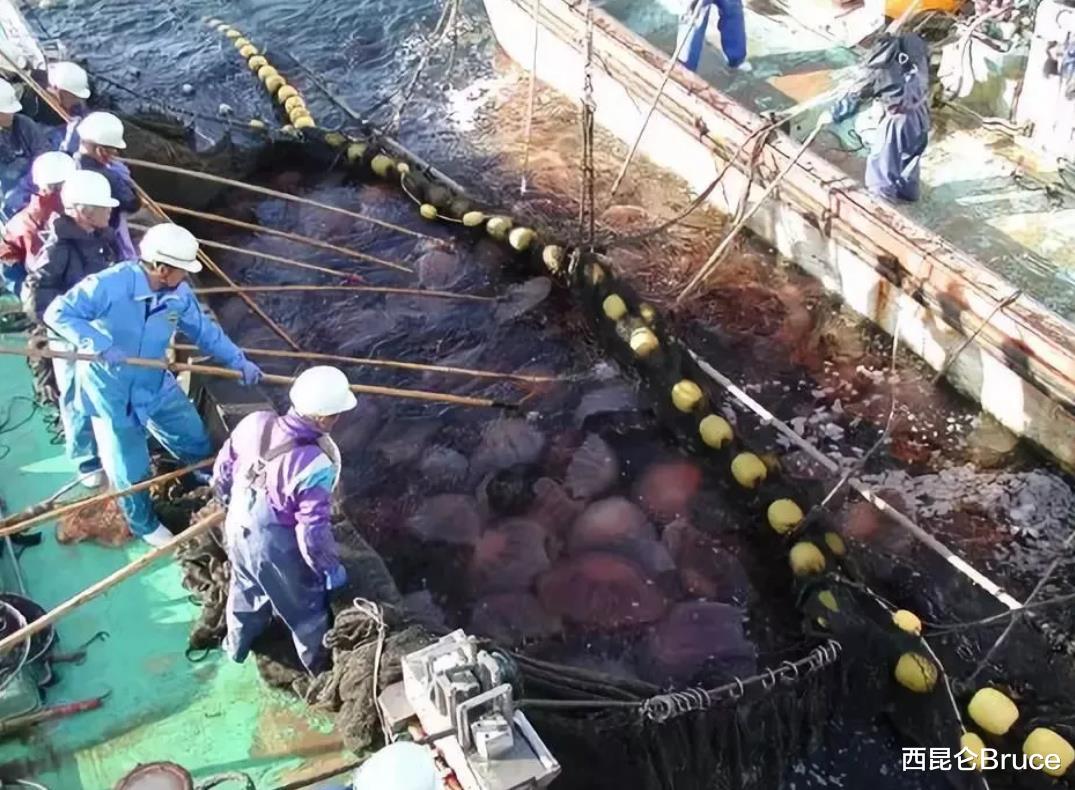 每天损失150万美元!水母再次攻击核电站,究竟有多危险呢