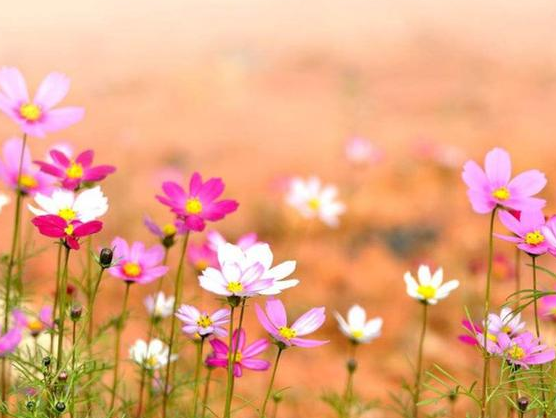 舜网 进入4月下旬,苦尽甘来,身体健康,升职加薪,桃花旺盛的生肖