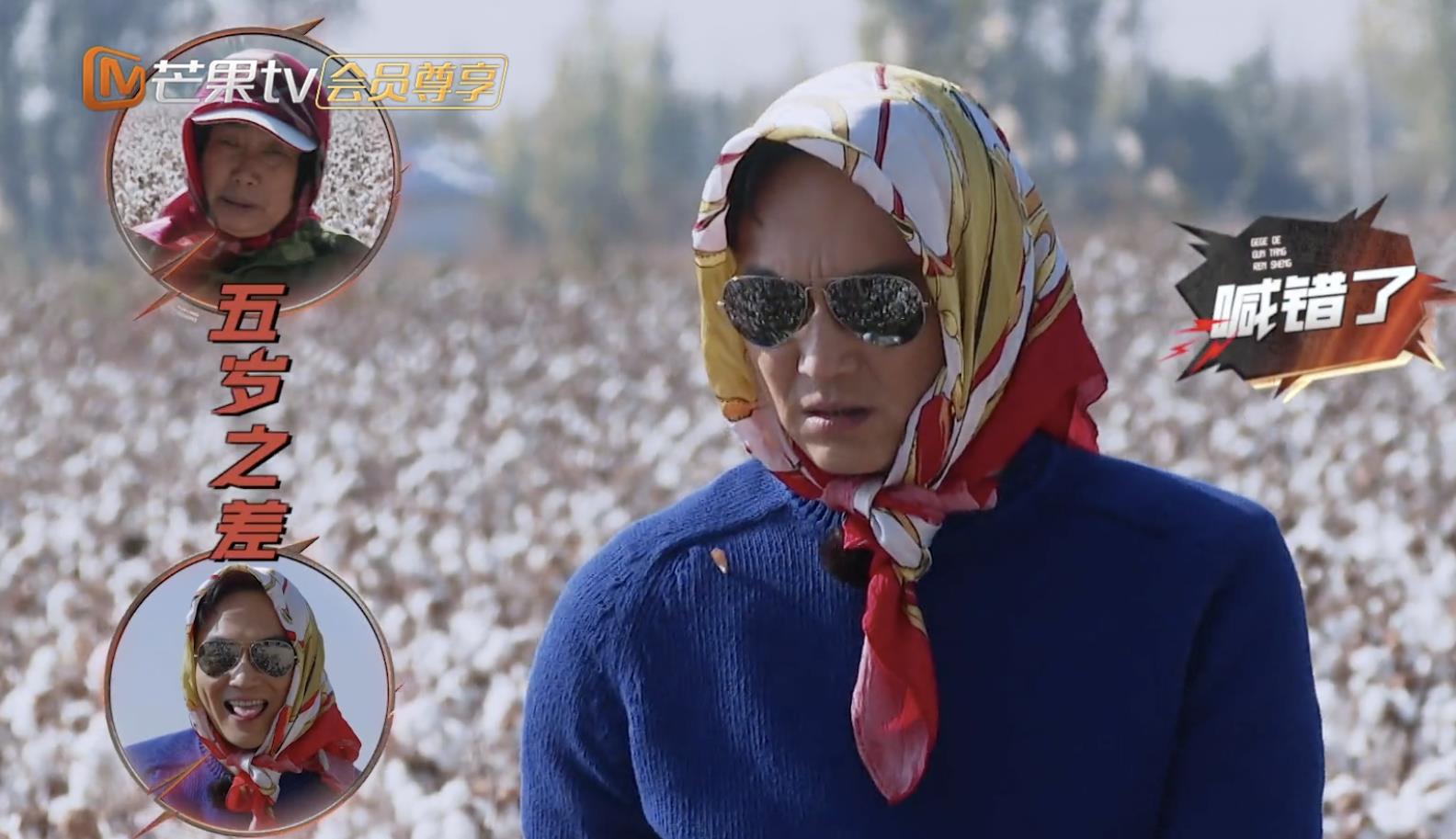 张智霖|张智霖戴头巾摘棉花，吐槽袁咏仪嗓门大，靓靓霸气回怼他是狼外婆