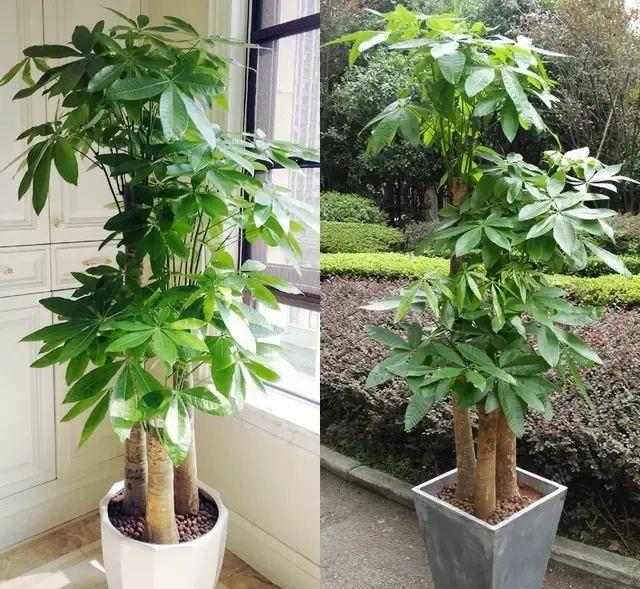 种上阳台|装饰家居摄人心魄的8款大型室内观叶植物，一摆立现“宜家风”！