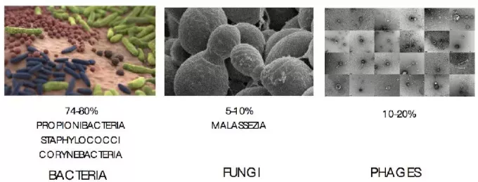 蛋糕裙 护肤指南｜原来这么多的问题归根结底都跟“皮肤微生态”有关！