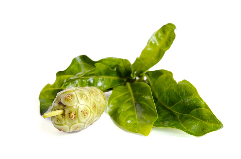 健康知识小讲堂|诺丽保养,关键在于持之以恒!