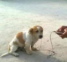 茶苏苏烘焙日记|百年宫廷秘方！在家一拌就搞定，又软又糯贼过瘾！