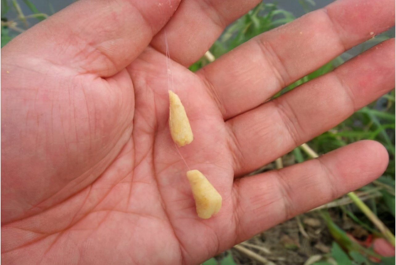 钓鱼|钓鲫鱼神法，包灵的搓饵大法！