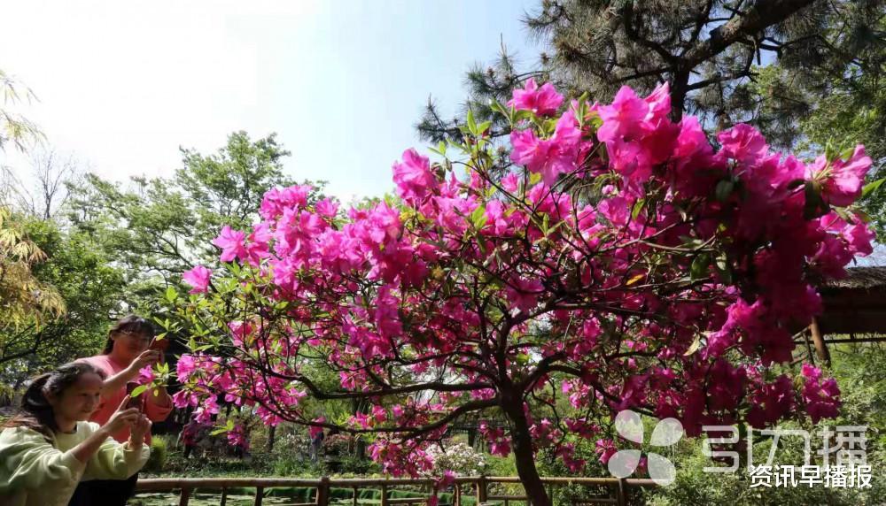 资讯早播报 数十个品种各色杜鹃争芳斗艳 苏州拙政园杜鹃花节开幕