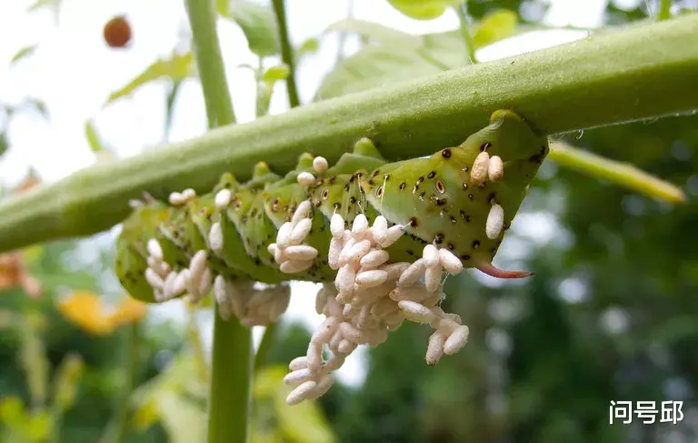 番茄|神奇的寄生关系：这些“爆米糖”是如何拯救你菜园里的番茄？
