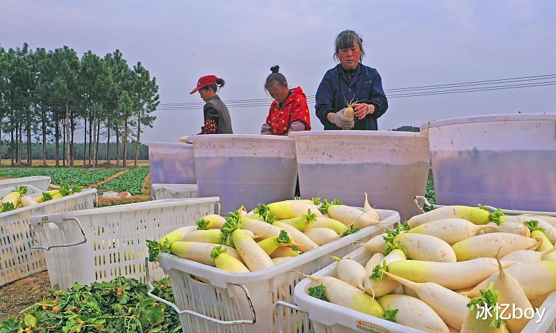水果|这6种是隐藏在身边的“养胃高手”,常吃胃会变得更壮,但是很多人却忽视