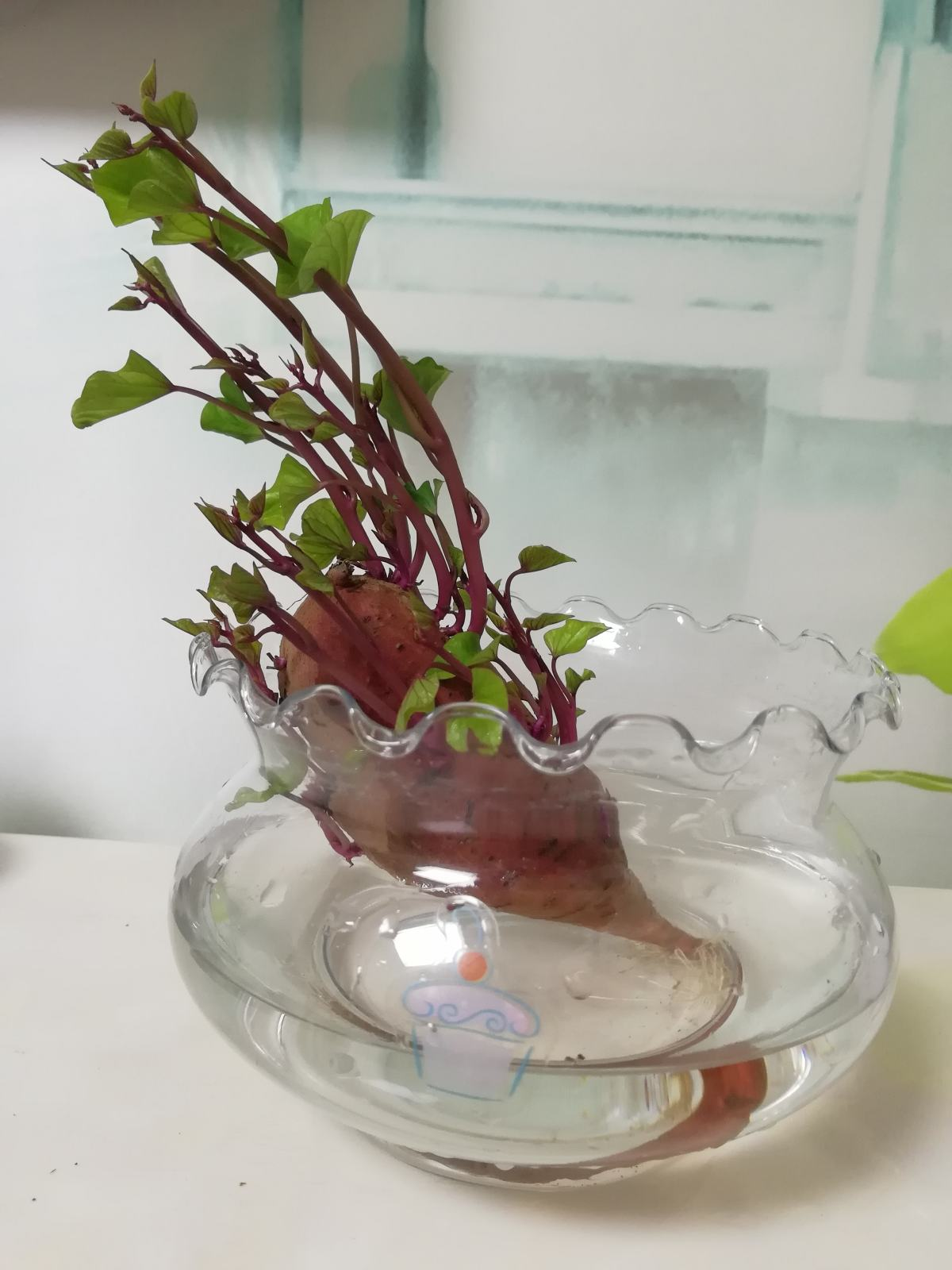 花百科|4种常见蔬果，可以自己水培的食物，自己种的就是香！