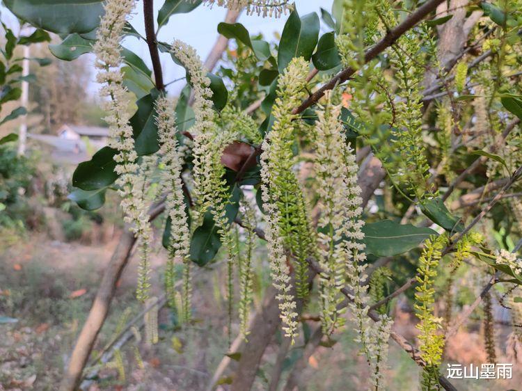 远山墨雨 从昆明开车去景谷，走墨临高速公路路线的体验，感觉不错