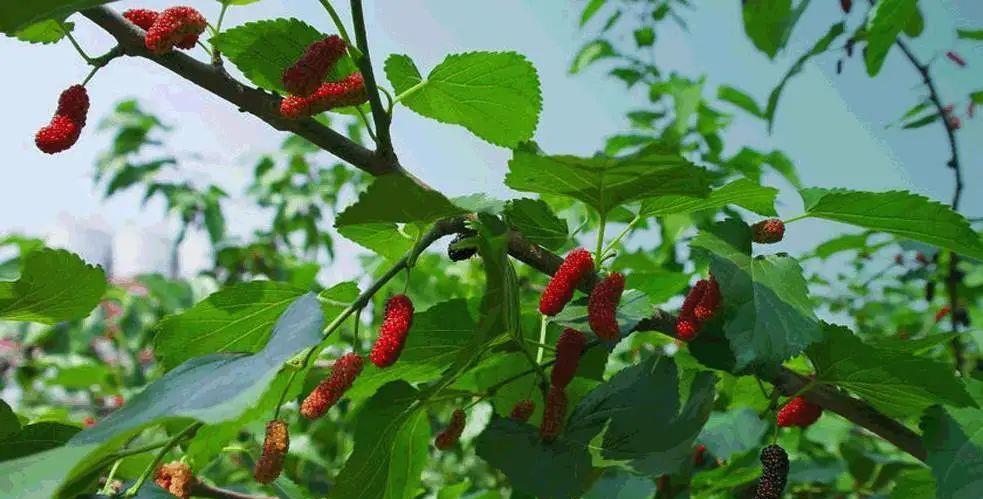 种上阳台|刘贵照顾父亲至临终,最终兄弟却不原谅他,因他在院前栽了“桑”